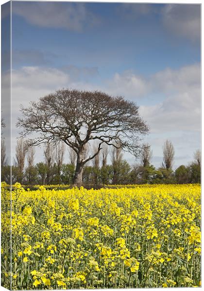 Rapeseed Field Canvas Print by David Tinsley