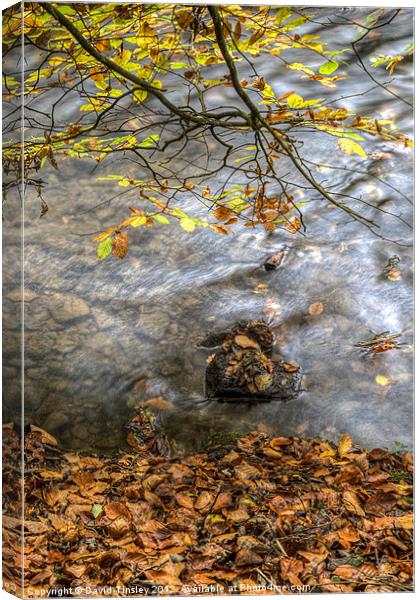 Forest Stream Canvas Print by David Tinsley