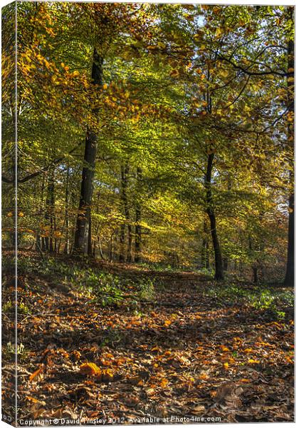 Autumn Tints Canvas Print by David Tinsley