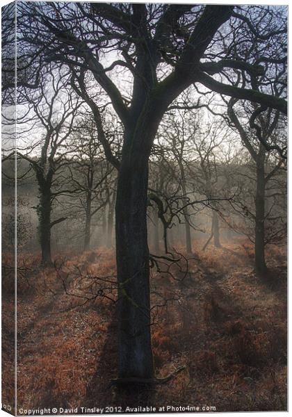 Highlighted Oaks Canvas Print by David Tinsley