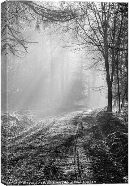 Mist In The Forest Canvas Print by David Tinsley