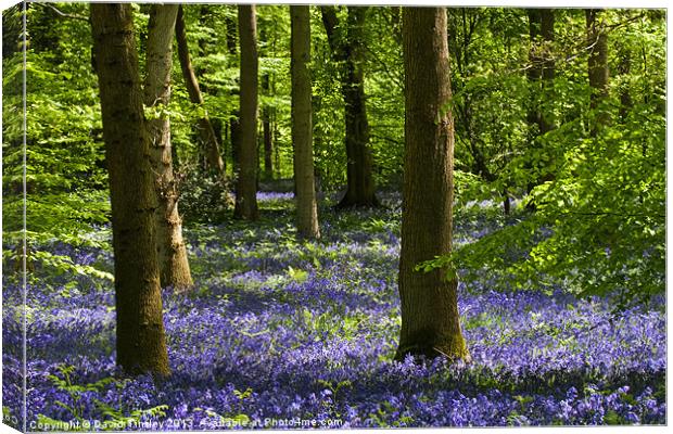 Bluebell Woods Canvas Print by David Tinsley