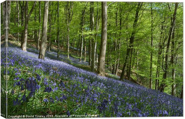 Bluebell Hill Canvas Print by David Tinsley