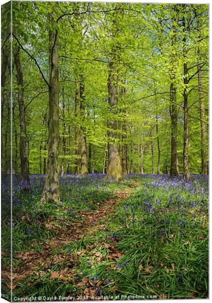 Bluebell Path Canvas Print by David Tinsley