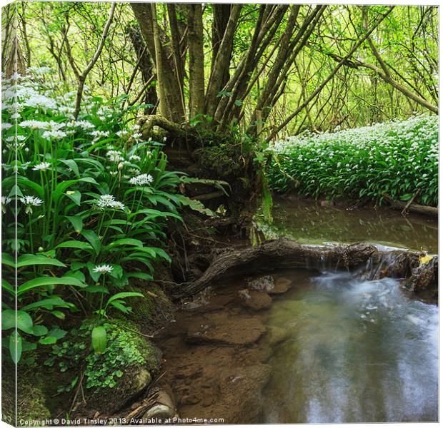 Flowers by the Stream Canvas Print by David Tinsley