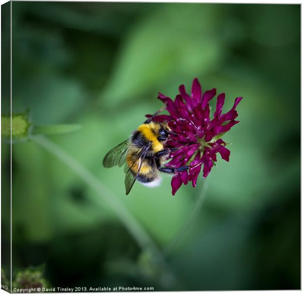 Bumblebee Canvas Print by David Tinsley