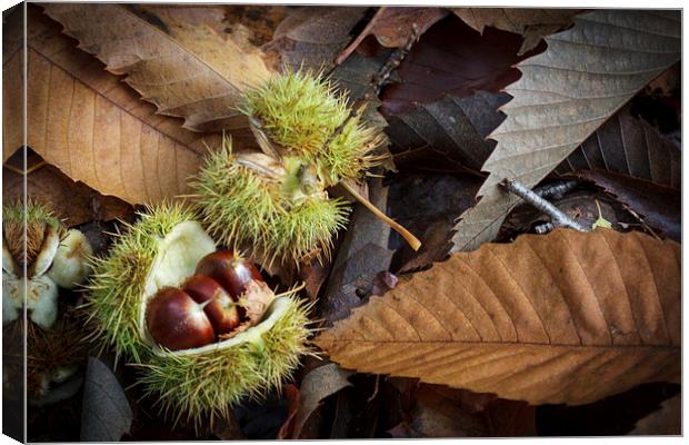 Chestnuts and Leaves Canvas Print by David Tinsley