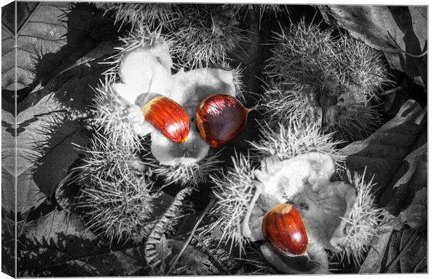 Selective Chestnuts Canvas Print by David Tinsley