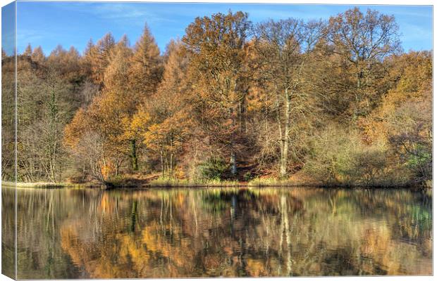 Cannop Reflections Canvas Print by David Tinsley