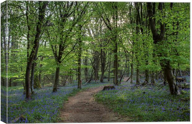 Forest Trail Canvas Print by David Tinsley