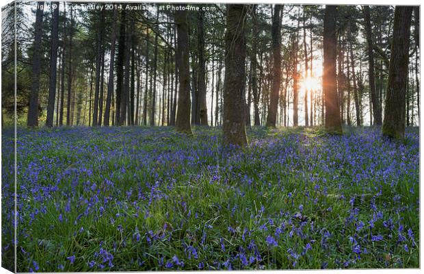 Sunlit Bluebell Woods Canvas Print by David Tinsley