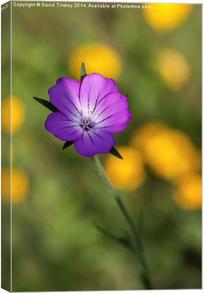  Alone Canvas Print by David Tinsley