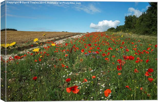  Cornfield Poppies II Canvas Print by David Tinsley