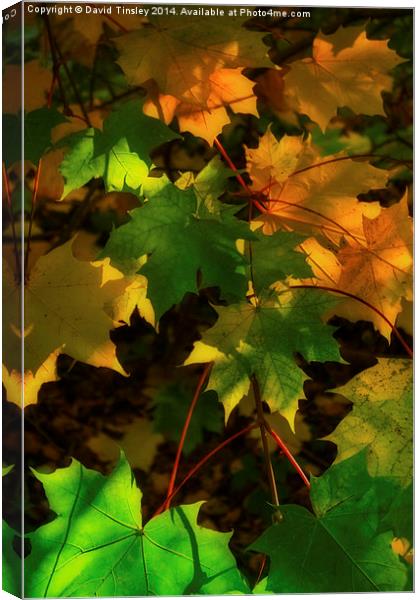  Autumn Sycamore Canvas Print by David Tinsley
