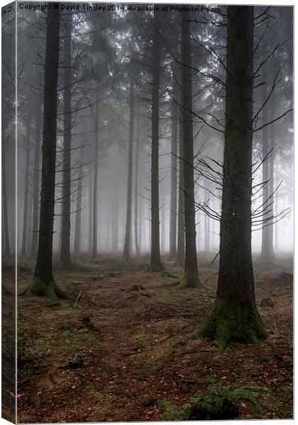  Misty Spruce Woods Canvas Print by David Tinsley
