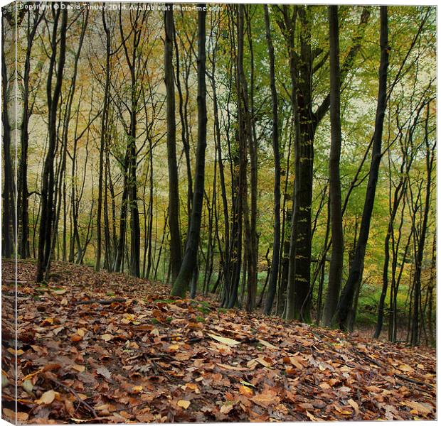  Autumn Textures Canvas Print by David Tinsley