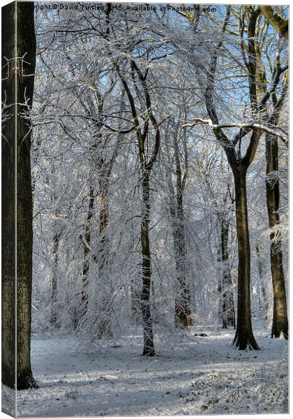  Snowy Beech Woods - II Canvas Print by David Tinsley