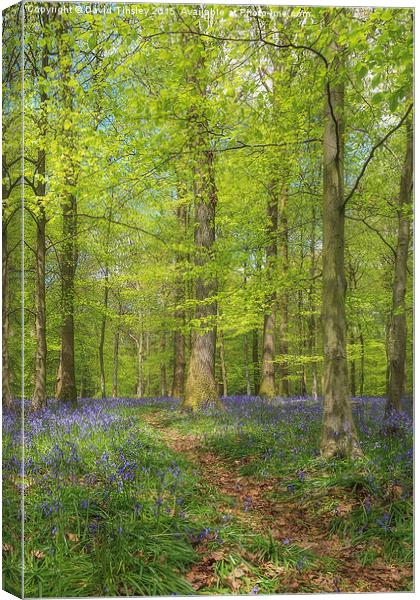  Woodland Bluebells Canvas Print by David Tinsley