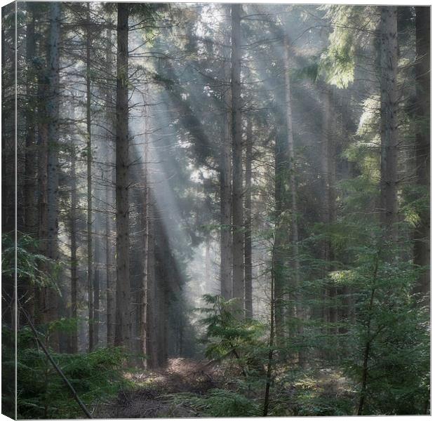  Spruce Wood Sunbeams Canvas Print by David Tinsley