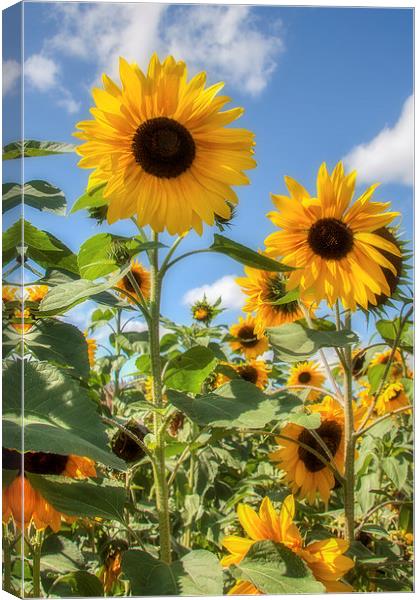  Sunflowers Canvas Print by David Tinsley