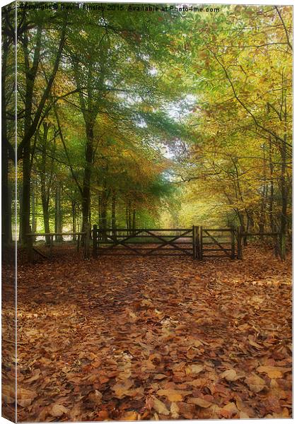 Gateway to the Forest Canvas Print by David Tinsley