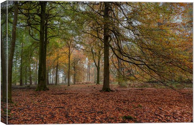  Amongst the Beech Trees Canvas Print by David Tinsley