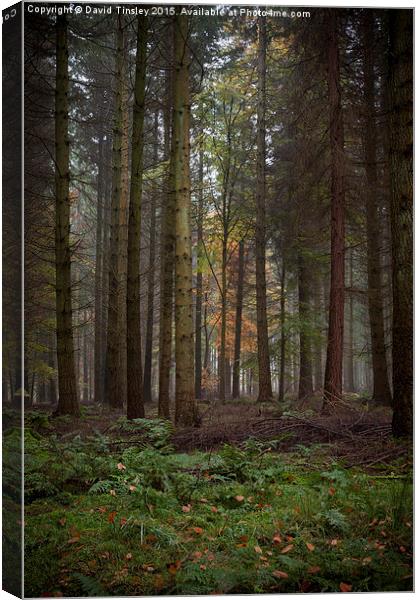 Deep in the Forest  Canvas Print by David Tinsley