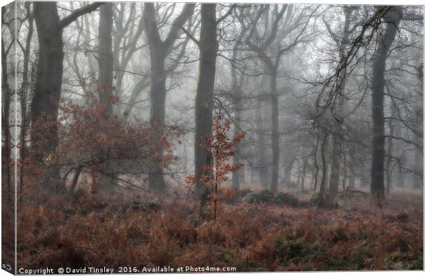 Misty Winter Woodland Canvas Print by David Tinsley