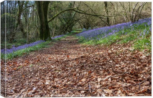 Bluebells and Beech Leaves Canvas Print by David Tinsley