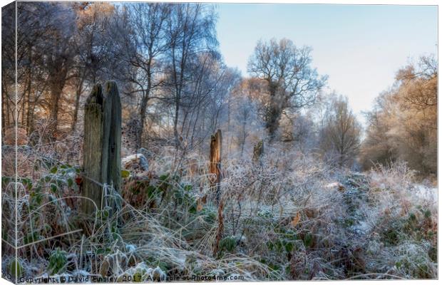 Frosty Morn Canvas Print by David Tinsley