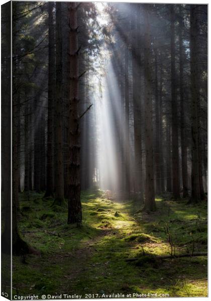 Along the Sunlit Path Canvas Print by David Tinsley