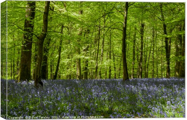 Bluebell Glade 1 Canvas Print by David Tinsley