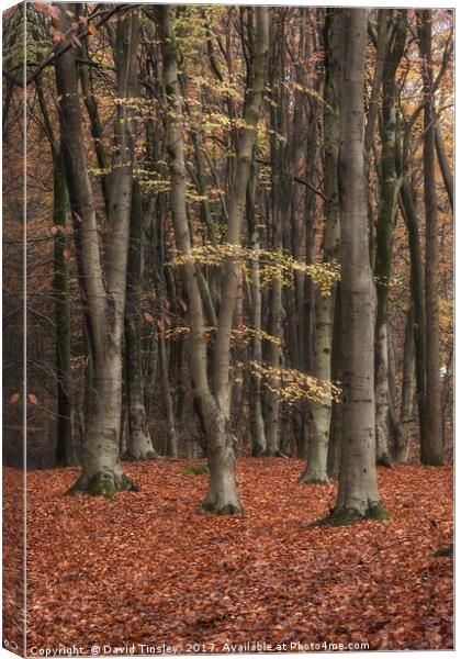 Autumn Forest Canvas Print by David Tinsley