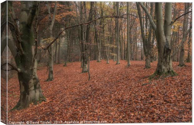 Autumn Splendour Canvas Print by David Tinsley