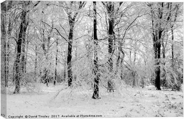 Winter Wonderland in Monochrome Canvas Print by David Tinsley