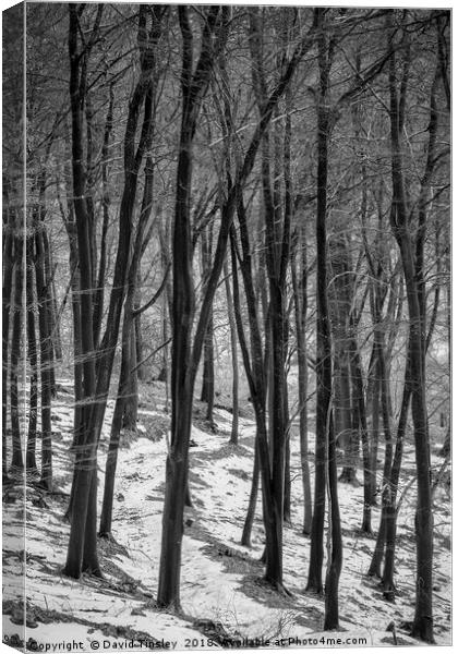 Through the Snowy Beech Wood Canvas Print by David Tinsley