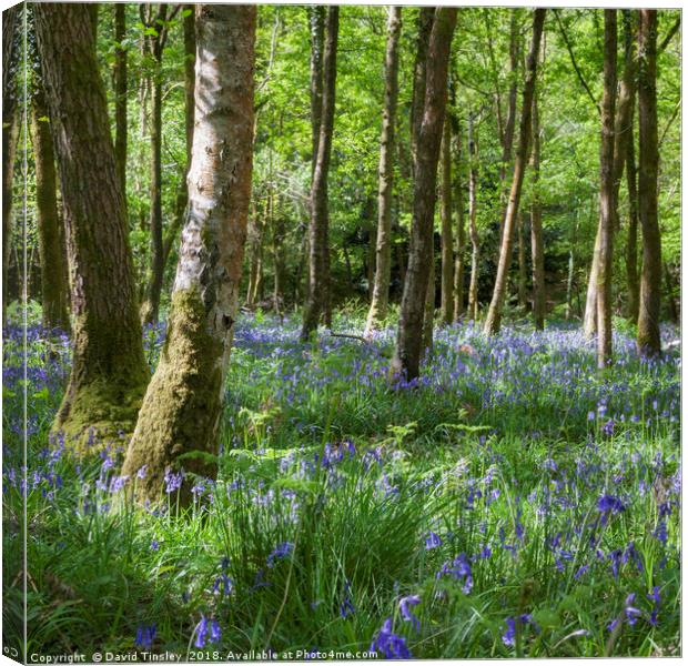 Birch Wood Bells Canvas Print by David Tinsley