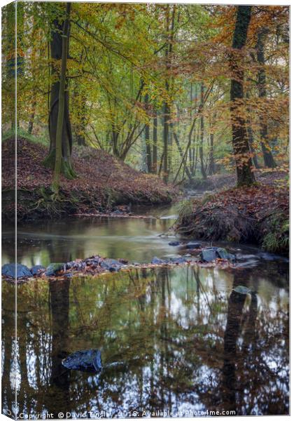 Autumn along the Brook - 2 Canvas Print by David Tinsley