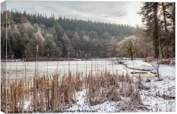 Winter at Mallards Pike No 4 Canvas Print by David Tinsley