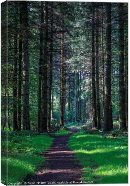 Forest Footpath No.1 Canvas Print by David Tinsley