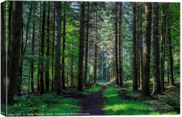 Forest Footpath No.2 Canvas Print by David Tinsley
