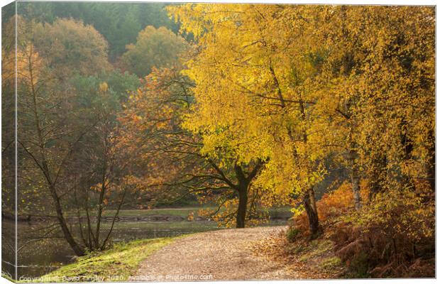 Late Autumn Colours No.1   Canvas Print by David Tinsley