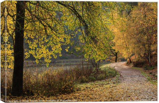 Late Autumn Colours No. 3  Canvas Print by David Tinsley