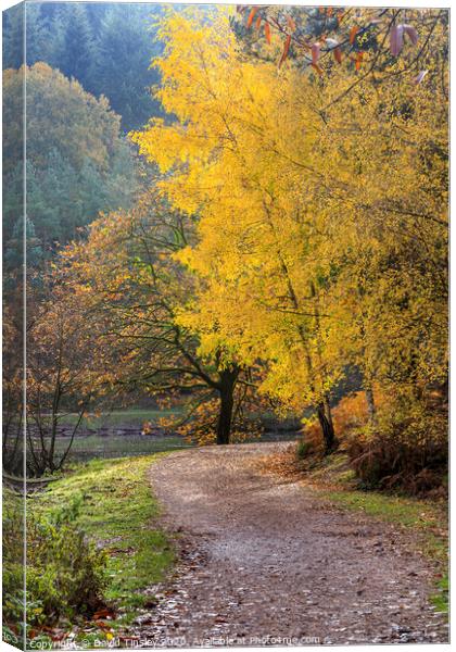 Late  Autumn Colours No. 2 Canvas Print by David Tinsley
