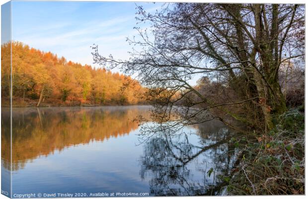 Late Autumn at Cannop No.1 Canvas Print by David Tinsley