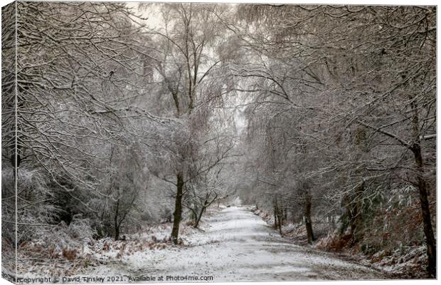 Snowy Woodland Walk No.6 Canvas Print by David Tinsley