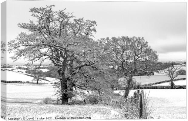 Snowy Oaks in Monochrome Canvas Print by David Tinsley