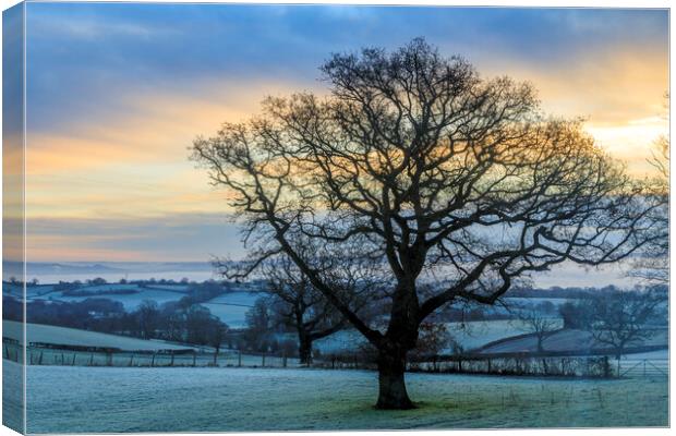 Oak Sunrise Canvas Print by David Tinsley