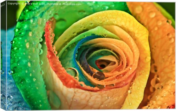 Rainbow Rose Canvas Print by Tracy Hall
