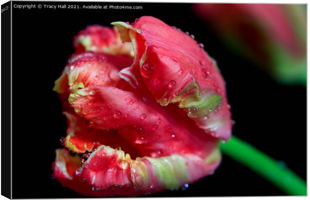 Parrot Tulip Canvas Print by Tracy Hall